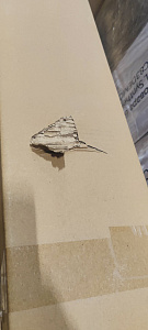 Экран настенный с электроприводом Digis DSEES-16903W_90