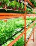 Гидропонная установка  VeFarm GR* 3 яруса