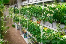 Гидропонная установка VeFarm SB*